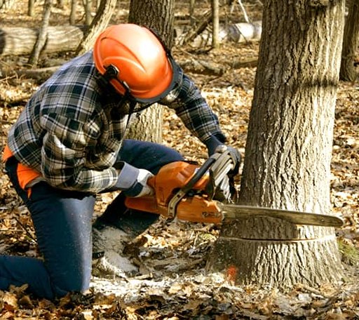 Tree Removal in Carlton, TX